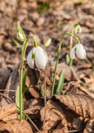 Téléchargez les photos : Dépôt de neige (Galanthus plicatus) fleuri dans un jardin en mars. - en image libre de droit