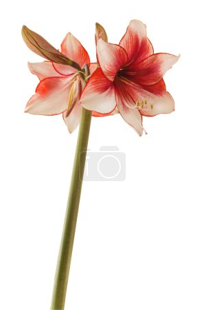 Bloom red and white Amaryllis (Hippeastrum)  Galaxy Group  "Charisma"   on  white  background isolated