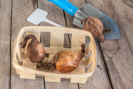 Drei Colchicum-Zwiebeln im Korb, Teller für den Sortennamen und kleine Gartenschaufel auf einem Holztisch.