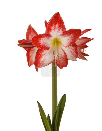 Bloom red and white Amaryllis (Hippeastrum)  Galaxy Group  "Spotlight"   on  white  background isolated