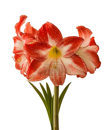 Bloom red and white Amaryllis (Hippeastrum)  Galaxy Group  "Spotlight"   on white background isolated