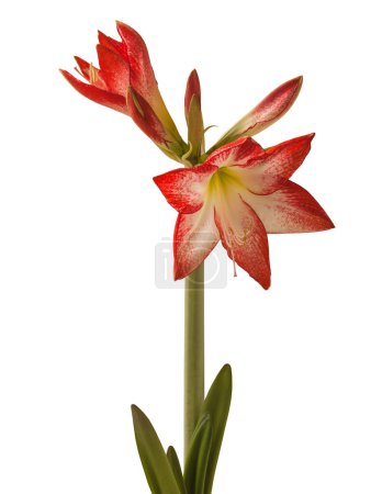 Bloom red and white Amaryllis (Hippeastrum)  Galaxy Group  "Spotlight"   on  white background isolated