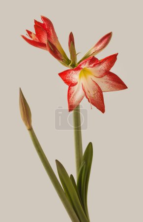 Bloom red and white Amaryllis (Hippeastrum)  Galaxy Group  "Spotlight"   on  gray background isolated