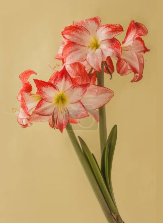 Bloom red and white Amaryllis (Hippeastrum)  Galaxy Group  "Spotlight"   on  green background