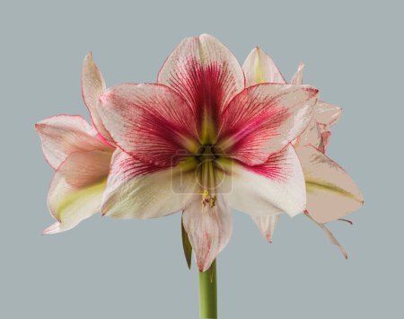 Bloom red and Lime Amaryllis (Hippeastrum)  Galaxy Group  "Grandise Fantasy"   on  gray  background isolated 