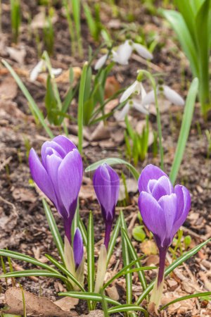 Blooming purple crocuses and snowdrops in the garden in March