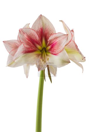 Bloom red and Lime Amaryllis (Hippeastrum)  Galaxy Group  "Grandise Fantasy"   on  white  background isolated 