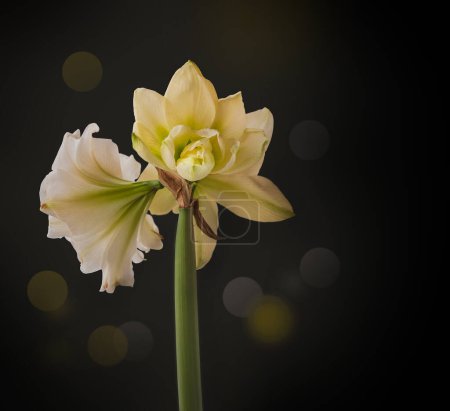 Blütenweißes Doppel-Hippeastrum (Amaryllis) "Marquis" auf schwarzem Hintergrund. Hintergrund für Banner, Kalender, Postkarte