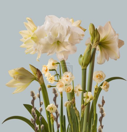 Flor blanca doble hippeastrum (amarilis) "Marqués" y narcisos dobles sobre un fondo azul. Fondo para banner, calendario, postal