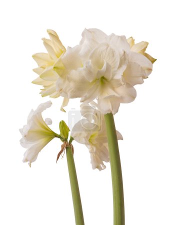 Téléchargez les photos : Bourgeon et fleurs fleuries de blanc double hippeastrum (amaryllis) marquis sur un fond blanc isolé - en image libre de droit