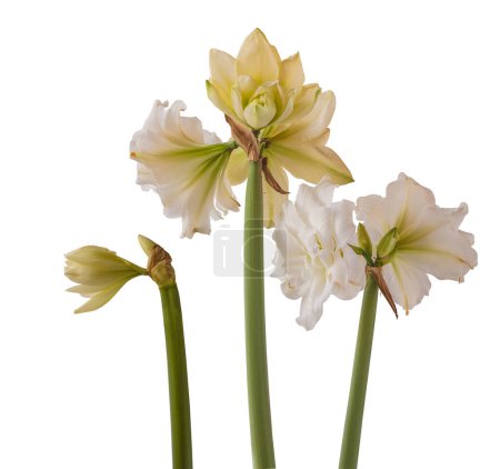 Téléchargez les photos : Bourgeon et fleurs fleuries de blanc double hippeastrum (amaryllis) marquis sur un fond blanc isolé - en image libre de droit