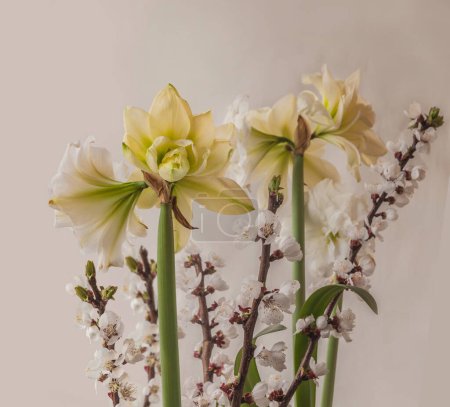 Foto de Flor blanca doble hippeastrum (amarilis) "Marqués" y ramas de albaricoque sobre un fondo gris. Fondo para banner, calendario, postal - Imagen libre de derechos