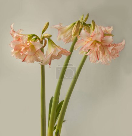 Bloom of Amaryllis (Hippeastrum) Double  Galaxy Group "Harlequin"  on gray