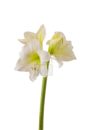 Blooming hippeastrum (amaryllis) Smallflowering White on a white background isolated.