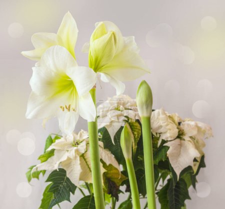 Foto de Composición invernal de hippeastrum blanco de flores pequeñas (amarilis) Blanco y Poinsettia de flores pequeñas con hojas blancas sobre un fondo gris - Imagen libre de derechos