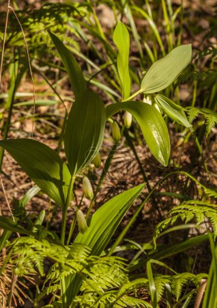 Blooming Solomon`s seal Polygonatum odoratum in the forest on a sunny day