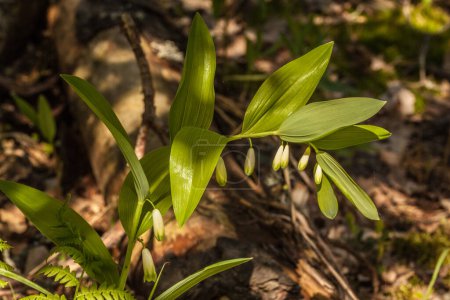 Blühende Salomonrobbe Polygonatum odoratum im Wald an einem sonnigen Tag