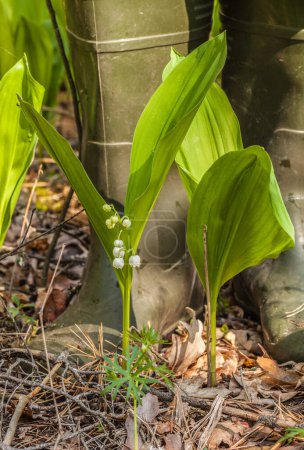 Blooming of lilies of the valley or Convallaria majalis, or muguet  against the background of rubber boots. Walking in the forest concept