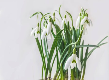 Foto de Flores de gota de nieve (galanthus nivalis) aisladas sobre fondo gris. Antecedentes para calendario, postales, redes sociales - Imagen libre de derechos