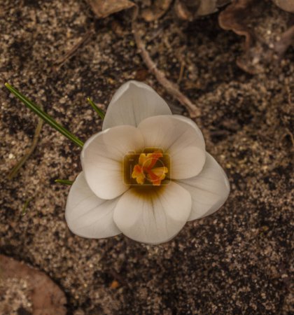Crocus blanc Ard Schenk fleurit dans le jardin au début du printemps en avril