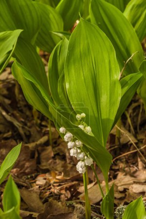 Blooming of lilies of the valley or Convallaria majalis, or muguet  on a glade in the forest in the spring