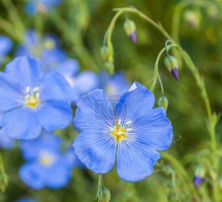 Lit de fleurs avec lin décoratif bleu (Linum perenne))