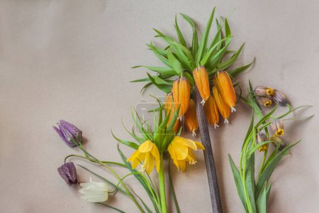 Blooming fritillaria of different types on a gray table. Flat lay . Background for a calendar, banner or social media post. Place for text.