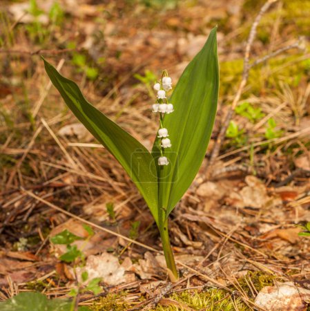 Blooming of lilies of the valley or Convallaria majalis, or muguet  on a glade in the forest in the spring