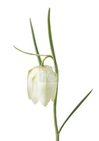 Bloom white Fritillaria meleagris Alba flower or snake`s head fritillary  against a white background isolated
