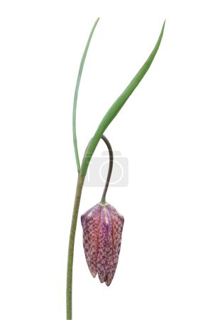 Blooming Fritillaria meleagris or Checkered lily  on white background isolated.
