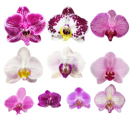 Detailliertes Set von 10 verschiedenen Phalaenopsis Orchideenblüten isoliert auf weißem Hintergrund