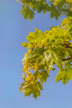 Téléchargez les photos : Une branche d'érable. Branche d'érable avec floraison et nouvelles feuilles au printemps contre un ciel bleu. Endroit pour le texte. Arrière-plan pour calendrier, carte postale, bannière, poste pour les réseaux sociaux - en image libre de droit