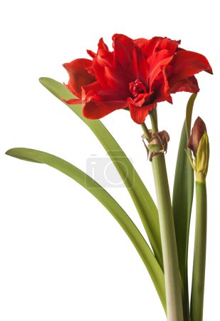 Téléchargez les photos : Hippeastrum rouge en fleurs (amaryllis) "Nymphe rouge" Grand groupe double sur fond blanc isolé - en image libre de droit