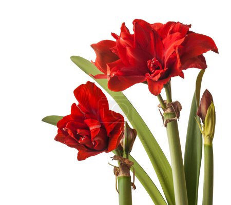 Téléchargez les photos : Hippeastrum rouge en fleurs (amaryllis) "Nymphe rouge" Grand groupe double sur fond blanc isolé - en image libre de droit
