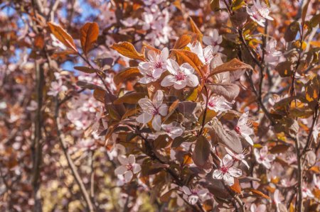 Foto de Rama de flores de primavera árboles decorativos - Imagen libre de derechos