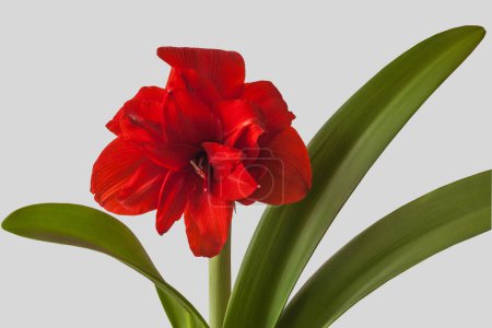 Téléchargez les photos : Fleur Hippeastrum (amaryllis) "Nymphe Rouge" Groupe Double Galaxie sur fond gris - en image libre de droit