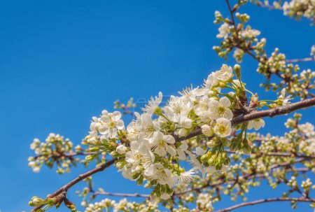 Téléchargez les photos : Branche de cerisier en fleurs contre le ciel. Contexte pour un calendrier, une carte postale, une bannière, un message sur les réseaux sociaux. Place pour le texte - en image libre de droit