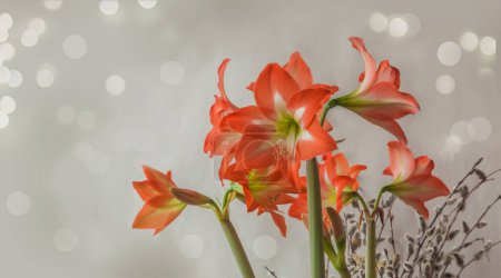 Téléchargez les photos : Hippeastrum orange en fleurs (amaryllis) Colibry "Mini étoile" et branche de saule en fleurs sur fond gris. Arrière-plan pour bannière, calendrier, carte postale - en image libre de droit
