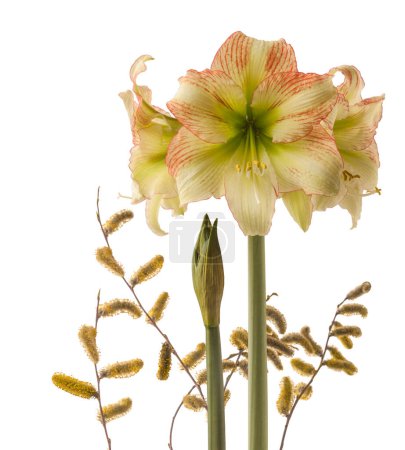 Blooming hippeastrum (amaryllis) Yellow-red  Galaxy Group "Forest Sunset" and flowering willow branch on white background isolated. Background for banner, calendar, postcard