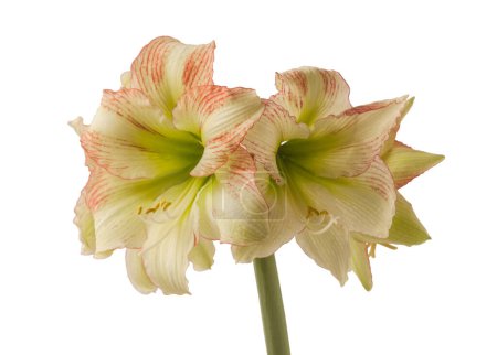 Foto de Blooming hippeastrum (amaryllis) Yellow-red  Galaxy Group "Forest Sunset"  on a white background isolated - Imagen libre de derechos