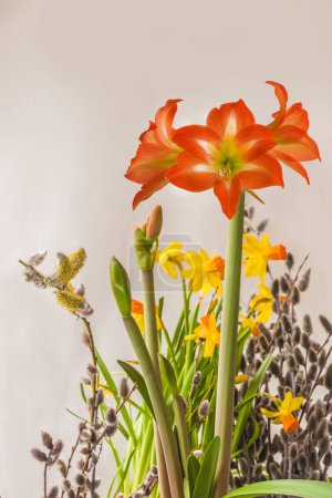 Foto de Hipoastrum floreciente o amarilis "Mini estrella", narcisos amarillos y ramas de sauce sobre un fondo gris. Fondo para el calendario - Imagen libre de derechos