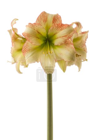 Blooming hippeastrum (amaryllis) Yellow-red  Galaxy Group "Forest Sunset"  on a white background isolated