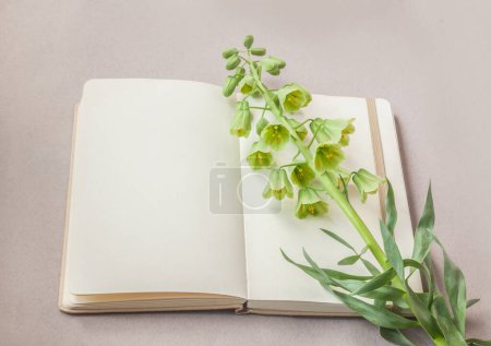 Aufgeschlagenes Notizbuch oder Skizzenbuch und blühende Fritillaria persica 'Ivory Bells' auf einem grauen Tisch. Flach lag er. Hintergrund für einen Kalender, Banner oder Social-Media-Post. Platz für Text.