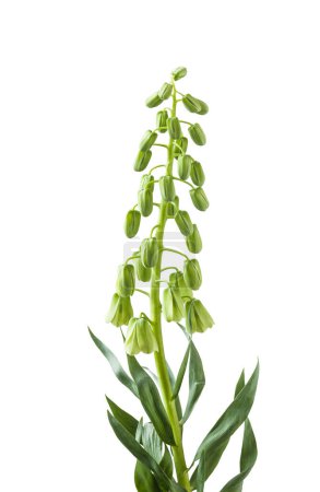 Téléchargez les photos : Fritillaria persica en fleurs 'Ivory Bells' avec des fleurs vert crème ou sur un fond blanc isolé - en image libre de droit