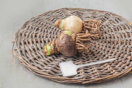 Zwei Hippeastrum (Amaryllis) Zwiebeln mit Wurzeln und Gartenteller für Sortennamen auf einem Korbkreis