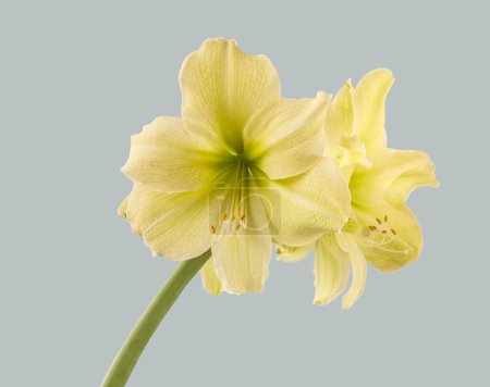 Blooming hippeastrum (amaryllis) yellow  Galaxy Group "Fantasy"  on a gray background 