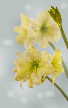 Three peduncles with flowers and buds hippeastrum (amaryllis) yellow  Galaxy Group "Fantasy"  on a gray background. Background for a postcard, banner, calendar or social media post.