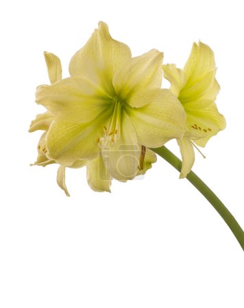 Blooming hippeastrum (amaryllis) yellow  Galaxy Group "Fantasy"  on a white background isolated