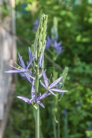 Foto de Camassia leichtinii primer plano, camassia hermosa floración o jacinto salvaje en el jardín en primavera - Imagen libre de derechos