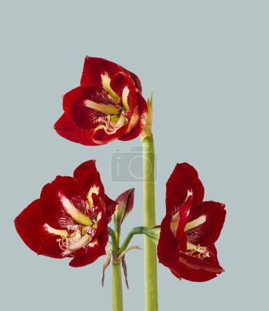 Blooming Hippeastrum (amaryllis) Galaxy Group Barbados  on a gray background isolated. 